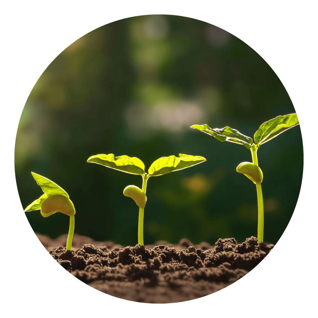 Bild på plantor som växer, symboliserar personlig tillväxt och mentalt välmående i veckans röstguidad coaching.